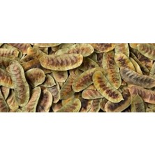 Fatoş Yöresel Açlık Otu (Deve Gözü) 100 gr