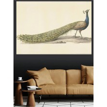 Mushen Studio Tavus Kuşu Vintage Klasik Kuş Illüstrasyon Kanvas Tablo