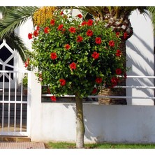 Ağaç Hatmi Fidanı (Hibiscus Syriacus) – Tüplü Canlı Bahçe Bitkisi | Selinus Üretimi