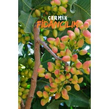 Çermik Fidancılık Çift Aşılı Siirt - Antep Fıstığı Fidanı ( Aşı Gerektirmez )