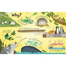 Daisy Store Lift-The-Flap Questions And Answers About Animals