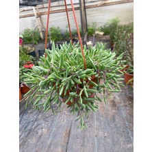 Yakut Kolyesi Çiçeği