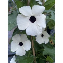 Karagözlü Suzan Sarmaşığı Thunbergia