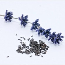 Lavanta Tohumu 50 Adet