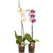 Reyondan 6 Adet Solo Plant Orkide Q12