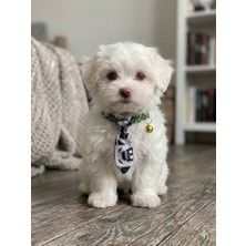 Flypet Kurukafa Desenli Kravat Kedi Tasma & Yavru Köpek Tasma 13CM-24CM Ayarlanabilir Tasma