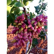Fidanlıdan Ucb1 Üzerine Aşılı Antep Fıstığı 50 80 cm 3 Adet ( 2 Dişi 1 Erkek )