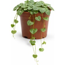 Kalp Kalbe Bitkisi (Ceropegia Woodii) 5,5 cm Saksıda | Sarkan Sukulent Canlı Bitki