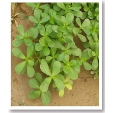 Belirtilmemiş Mitofarm Semizotu Tohumu 25 Gr.