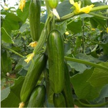 Belirtilmemiş Salatalık Tohumu 10 Gram