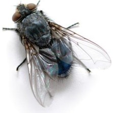 Belirtilmemiş Naylar 5 Ew Haşere Larva Ilacı 500 ml