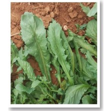 Belirtilmemiş Mitofarm Ömer Geniş Yaprak Tere Tohumu