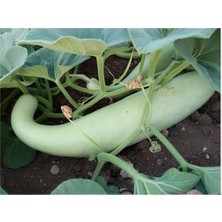 Belirtilmemiş Süper Paket 75 Adet Tohum Nadir Haylan Sıyırma Kabağı Tohumu Kabak Tohum