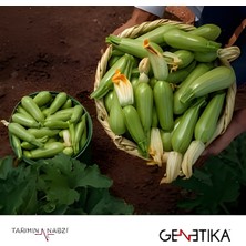 Belirtilmemiş Tablet F1 Ampul Kabak