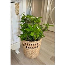 Cooll Vogue Hasır Saksı Sepet Modeli Büyük Boy