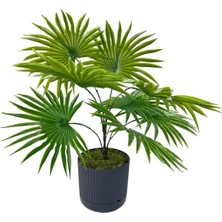 Nettenevime Yapay Salon Bitkisi Fan Palmiye 50*40CM 8yaprak Plastik Antrasit Saksıda