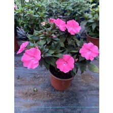 Cam Güzeli Impatiens Walleriana