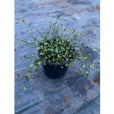 Muehlenbeckia Axillaris