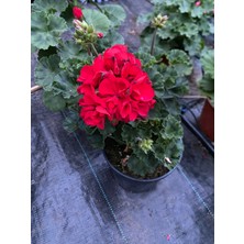 Satdunya Pelargonium