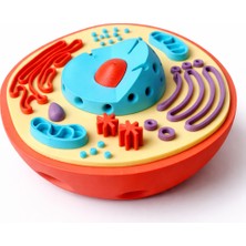 Baykuş Pazar 3D Baskı Hayvan Hücresi Modeli – Eğitici Biyoloji Maketi Dekoratif (15 cm En x 4 cm Kalınlık)