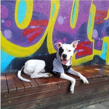 Pet Army Kapüşonlu Köpek Sweatshirt Siyah-Gri