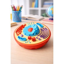 Baykuş Pazar 3D Baskı Bitki Hücresi Modeli – Eğitici Biyoloji Hücre Maketi Dekoratif