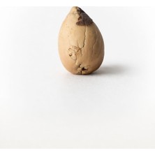 Avakado Çekirdeği 20 Adet Anaç Karışık Cins Alanya Meyvelerinden