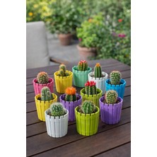 Binbirreyon Mini Saksı Seti Kaktüs Saksı Yuvarlak 5,5x6,5cm Adetli Setler AH041