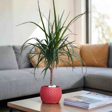 🌿 Bitkitürk Ithal Dracaena Marginata (Madagaskar Dragon Ağacı) – Özel Tasarım Saksıda