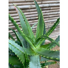 AGAPI Aloevera Bitkisi Saksıda Arborescens- Peysaj Bahçe Bitkisi