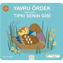 Feifei Yavru Ördek Öğreniyor Tıpkı Senin Gibi