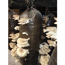 2.5 kg Istiridye Mantar Tohumu ( Ekim Poşeti Hediyeli)