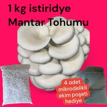Istiridye Mantar Tohumu 1 kg (4 Adet Ekim Poşeti Hediyeli)