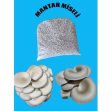 3 kg Istiridye Mantarı Tohumu ( 12 Ekim Poşeti Hediye)