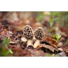 Kuzu Göbeği Mantarı Tohumu 100 Gram ( Yetiştirme Yönergesi Ile)