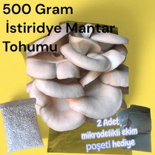 500 Gram Istiridye Mantar Tohumu ( 'adet Ekim Poşeti Hediyeli)