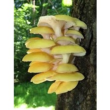 1 kg Sarı Istiridye Mantarı Tohumu ( 4 Adet Ekim Poşeti Hediye)