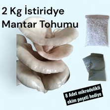 2 kg Istiridye Mantarı Tohumu