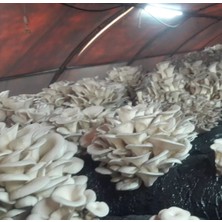 20 kg Istirdiye Mantarı Tohumu
