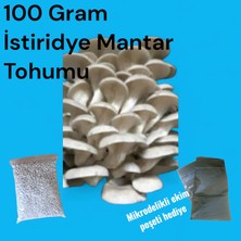 100 Gram Istiridye Mantar Tohumu