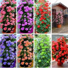 Tohum Dünyam 8 Renk Sarmaşık Sardunya Tohumu 8 Adet Kolay Bakım ile Bahçenizi Canlandırın