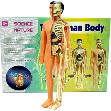 Urfakent The Human Body Insan Vücudu 3D Eğitim Seti 3302