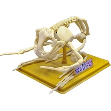 Urfakent Kurbağa Iskeleti Bilim Seti