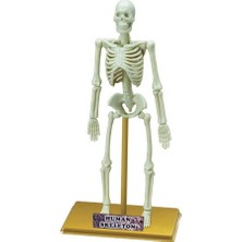 Urfakent Bilim Seti : Insan Iskeleti