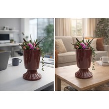 Sukulent Kaktüs Arajman