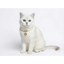 Oblavion The Luxury Pet Collar / Kedi- Köpek Tasması