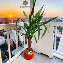 BitkiTÜRK Beton Saksıda Ithal Yuca Avize Bitkisi|portakal Dilimi ve Dolomit Taşı Dekorlu