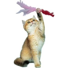 Tüylü Püsküllü kedi Oyuncağı dikkat Çekici Renkli Sevimli Evcil Hayvan Oyuncağı