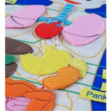 AND-5120 Vücudumuz Cırtlı Pano