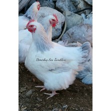 İlhami Demirbaş Lavanta Coronation Sussex Kuluçkalık Yumurta 16 Adet